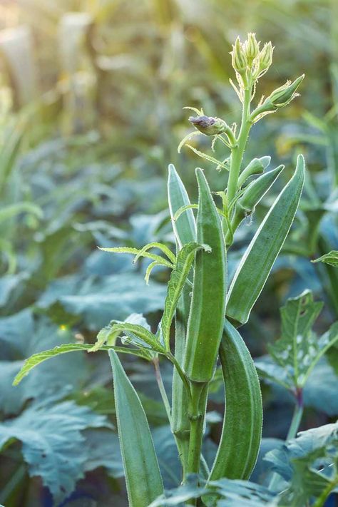 Okra Growing, Okra Companion Plants, How To Plant Okra From Seeds, When To Harvest Okra, Growing Okra, Okra Plant, Como Plantar Pitaya, Giant Vegetable, Growing Peas