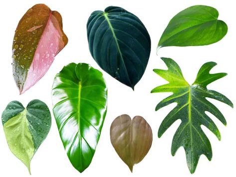 Plant Leaf Identification, Leaf Identification, Mexican Garden, Alocasia Plant, Calla Lily Flowers, Green Veins, Philodendron Plant, White Knight, Philodendron Monstera