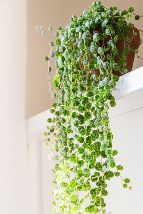 String Of Turtles, Oxalis Triangularis, String Of Pearls Plant, Low Light Indoor Plants, Peperomia Plant, Hanging Plants Indoor, Pink Plant, Trailing Plants, Terraria