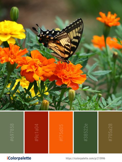 Color Palette ideas #icolorpalette #colors #inspiration #graphics #design #inspiration #beautiful #colorpalette #palettes #idea #color #colorful #colorscheme #colorinspiration #colorcombinations #colorcombos Yearbook Themes, Butterfly Images, Paint Color Schemes, Find Color, Color Inspo, Monarch Butterfly, Colorful Butterflies, Color Swatches, Colour Images