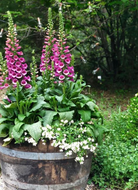 Wine Barrel Planter, Country Garden Decor, Barrel Planter, Cottage Garden Design, Cottage Garden Plants, Cottage Gardens, Have Inspiration, Garden Containers, French Country Cottage