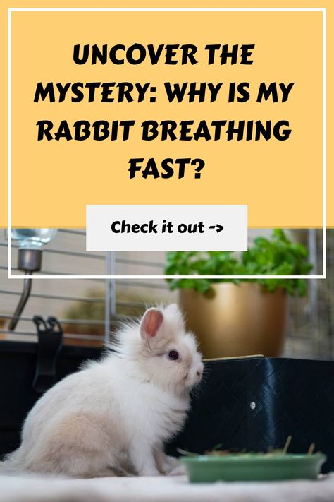 Discover the reasons behind your rabbit's fast breathing and how to keep them healthy and happy! If you've been wondering, "Why is my rabbit breathing fast?", we've got you covered. Rapid breathing in rabbits can be a sign of stress, overheating, respiratory issues, or even dental problems. Don't panic though! Rabbit Health, Frightened Rabbit, Rabbit Behavior, Holding Grudges, Rabbit Care, Build Trust, Positive Reinforcement, Tips And Advice, Social Interaction