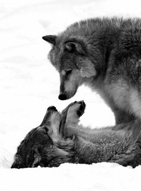 We found each other. Lup Singuratic, Wolf Love, Wolf Pictures, Wolf Spirit, Animale Rare, Beautiful Wolves, Wild Dogs, Charlie Chaplin, Fotografi Potret