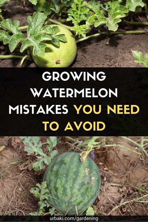 Melon Patch Garden, Watermelon Container Garden, How To Plant Watermelon Plants, Watermelon Growing Ideas, Watermelon Patch Garden, Best Way To Grow Watermelon, Watermelon Planting Tips, Watermelon Growing Tips, Growing Watermelon In Container