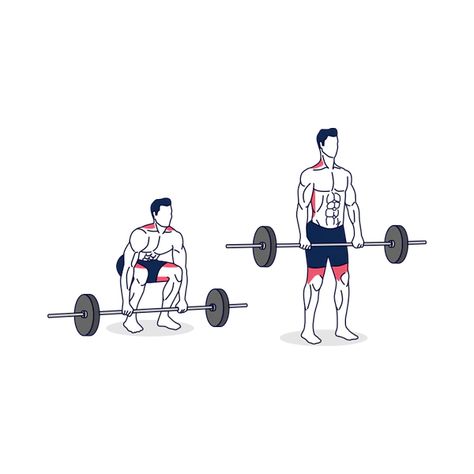 The essence of weightlifting is simply lifting something and then lowering it again. This is the Barbell deadlift. It is simple and effective, and it’s one of the most powerful muscle-building, strength-building, and health-improving moves you can do. The safe Barbell deadlift strengthens every bone in your body and challenges every muscle along your posterior chain (all […] Posterior Chain, Barbell Deadlift, Building Strength, Muscle Building, Back Exercises, Build Muscle, Most Powerful, Weight Lifting, You Can Do