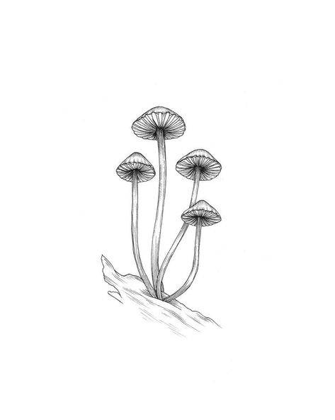 Hongo Tattoo, Mushrooms Art, Witchy Art, Mushroom Tattoos, Mushroom Drawing, Science Illustration, Mushroom Art, Nature Tattoos, Ink Illustrations