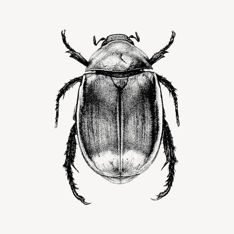 Beetle clipart, drawing illustration vector. Free public domain CC0 image. | free image by rawpixel.com Beetle Bug Drawing, Beetle Illustration Vintage, Beetle Line Drawing, Beetle Scientific Illustration, Beetle Drawing Simple, Scarab Beetle Drawing, Beetle Drawings, Beetles Drawing, Beetle Sketch