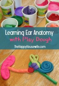 While you spend time discussing ear anatomy, your child is busy listening, looking at the image, and using their hands to form the parts with play dough. Biology Experiments, Human Body Activities, Ear Anatomy, Deaf Education, Human Body Unit, Ear Infections, Happy Housewife, Human Body Systems, Home Schooling