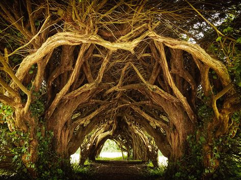 Scary Poster, Forest Queen, A Monster Calls, Yew Tree, Tree Tunnel, Forest Trail, Reference Photos, Narnia, Art Reference Photos