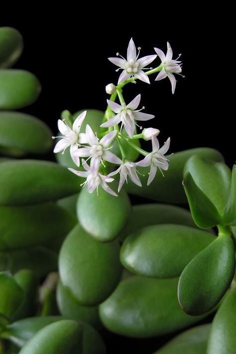 Jade Plant Care, Jade Bonsai, Lucky Plant, Jade Plant, Amaryllis Bulbs, Crassula Ovata, Inside Plants, Best Indoor Plants, Succulent Gardening