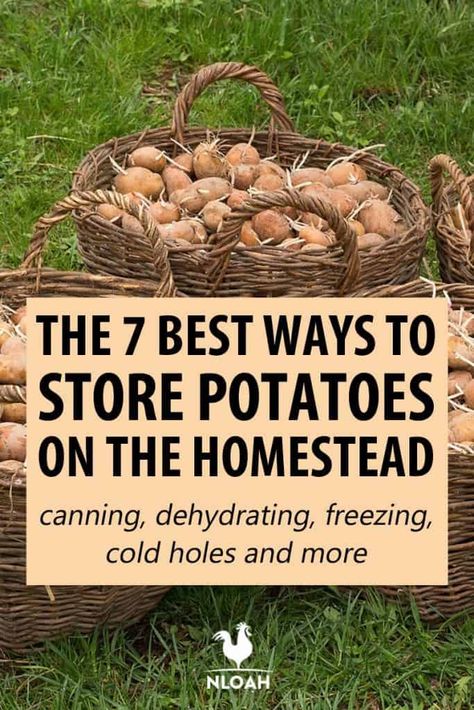 Storing Potatoes, Dehydrate Potatoes, Homemaking Skills, Potato Storage, Canned Potatoes, How To Store Potatoes, Emergency Food Storage, Raw Potato, Potato Flakes