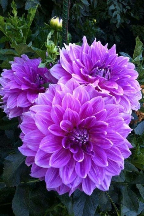 Purple Flowers Garden, Good Morning Flowers Gif, Wonderful Flowers, Beautiful Flower Arrangements, Dahlia Flower, Beautiful Rose Flowers, Pretty Plants, Beautiful Flowers Pictures, Morning Flowers