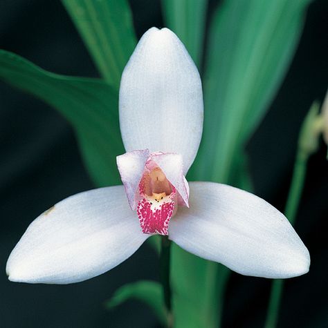 Guatemala's national flower, Lycaste Skinneri Alba (also known as the White Nun Orchid), is a rare flower in the Verapaz distict of Guatemala, symbolizing peace, beauty and art. White Nun Orchid, Nun Orchid, Tattoos Infinity, نباتات منزلية, Types Of Orchids, National Flower, Exotic Orchids, Colorful Roses, Unusual Plants