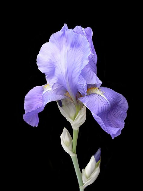 Iris Painting, Illustration Blume, Purple Iris, Iris Flowers, Flower Art Painting, Exotic Flowers, Flower Photos, Flower Pictures, Chrysanthemum