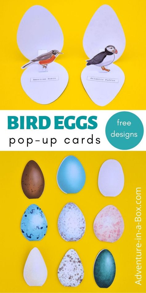 Make pop-up bird egg cards, featuring a real-life egg and the bird who lays it! #easter #popupcard #eastercard #birdcrafts #birds #homeschool Birds For Kids, Egg Card, Nature School, Bird Eggs, Aktivitas Montessori, Bird Crafts, Bird Theme, Preschool Science, Forest School