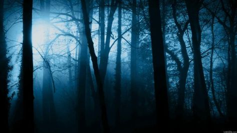 [48+] Scary Forest Wallpaper on WallpaperSafari Night Beach Background, Scary Jungle, Wallpaper Horror, Scary Forest, Creepy Woods, Iridescent Summer, Creepy Backgrounds, Creepy Houses, Haunted Forest