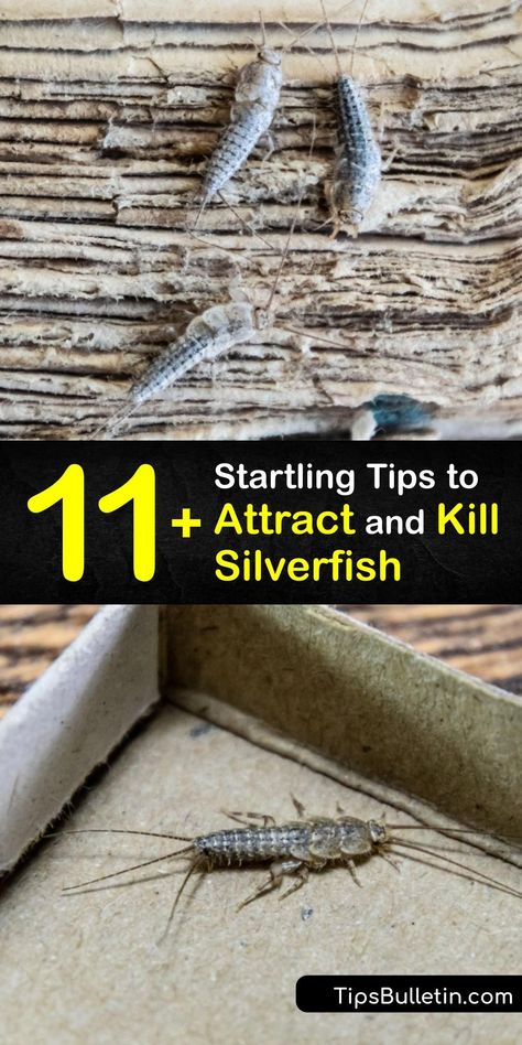 Get Rid Of Silverfish, How To Make Traps, Pest Spray, Grow Seeds, Diy Bug Spray, Bug Trap, Get Rid Of Spiders, Lawn Pests, Cedar Oil