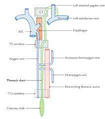 Anatomy Of The Knee, Thoracic Duct, Human Circulatory System, Joints Anatomy, Heart Structure, Lymph Vessels, Anatomy Physiology, Congenital Heart Defect, Biology Lessons