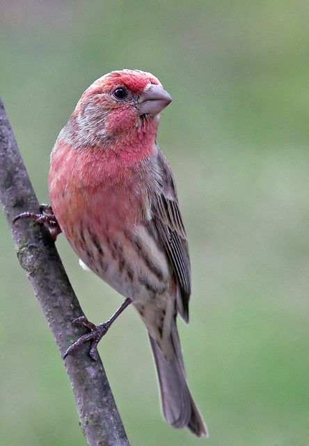 House Finch | House Finch | Al Reid | Flickr Florida Birds, Purple Finch, Finch Bird, House Finch, Bird Images, Finches Bird, Bird Photos, Finches, Bird Painting