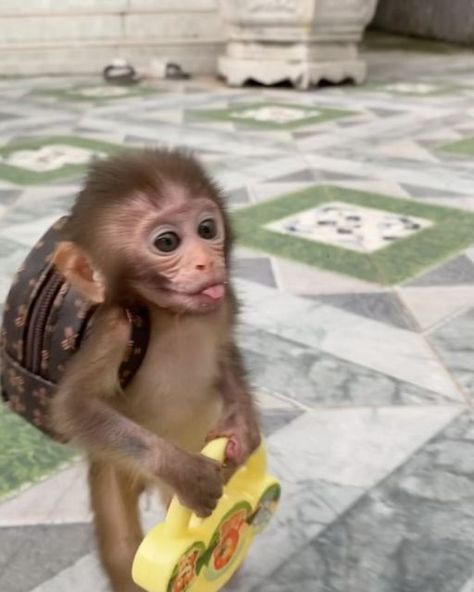 Monkey on Instagram: "This is me going to school, knowing that the lesson started half an hour ago 😭🥲🤪 📹: baby.monkey824 (Dm for credit or removal / All rights® are reserved & belong to their respective owners) 🎁 𝐔𝐧𝐰𝐫𝐚𝐩 𝐬𝐦𝐢𝐥𝐞𝐬 𝐚𝐧𝐝 𝐜𝐨𝐳𝐢𝐧𝐞𝐬𝐬 𝐰𝐢𝐭𝐡 𝐨𝐮𝐫 𝐂𝐡𝐫𝐢𝐬𝐭𝐦𝐚𝐬 𝐡𝐨𝐨𝐝𝐢𝐞 𝐠𝐢𝐟𝐭𝐬! 👕🎄 #monkey #monkeys #cutemonkey #babymonkey #funnymonkey #snowmonkey #ape #gorilla #bestmemes #funny #viral #meme #trending #news #animal #animals #animalphotography #babyanimals #cuteanimal #animallove #wild #wildlife #wildlifephotography #zoo #xmas #christmas 🔥 𝗟𝗜𝗡𝗞 𝗜𝗡 𝗠𝗬 𝗕𝗜𝗢 - 𝗪𝗼𝗿𝗹𝗱𝘄𝗶𝗱𝗲 𝗦𝗵𝗶𝗽𝗽𝗶𝗻𝗴 ✈️" Me And My Monkey, Monkey Meme, Christmas Monkey, Funny Monkeys, Monkey Memes, Monkey Funny, Monkey Love, Baby Monkeys, Snow Monkey