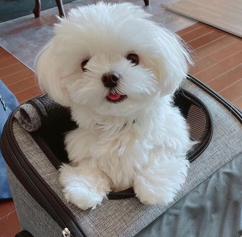 Cute Maltese Puppies, White Maltese Puppy, Maltese Teacup, Baby Maltese, White Maltese, Cute Maltese, Maltese Puppies For Sale, Sale On Instagram, Puppies For Adoption