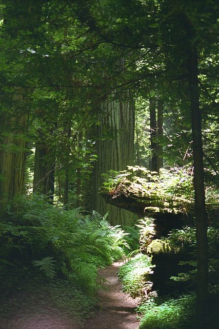 Cedar Forest, Redwood Forest, Beautiful Forest, Green Forest, Walk In The Woods, Tree Forest, Alam Yang Indah, Magical Places, In The Forest