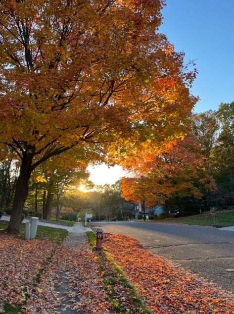 Fall Neighborhood Aesthetic, Autumn Neighborhood, Fall Neighborhood, Fall Aesthetic Leaves, Moody Spaces, Halloween Neighborhood, Neighborhood Aesthetic, Nostalgic Fall, Autumn Morning