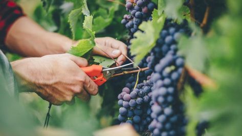 How To Grow Grapes, Growing Wine Grapes, Growing Grapes In Backyard, Grapes Growing, Grapes Benefits, Grape Tree, Bonsai Pruning, Grape Plant, Grape Growing