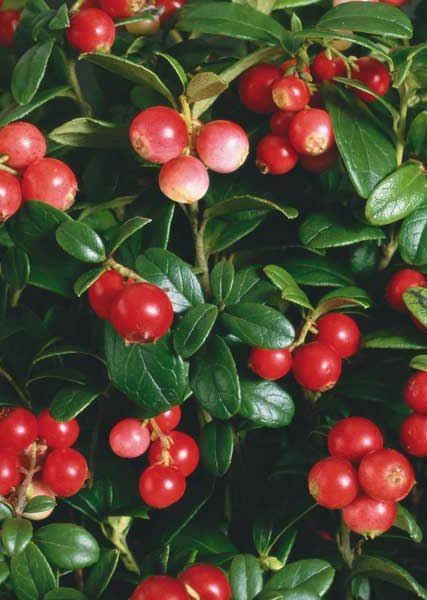 Fruits Pictures, Fruit Images, Moody Christmas, Mind Diet, Berry Plants, Fruit Picture, Berry Bushes, Fruits Images, Fruit Flowers