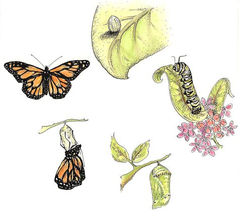 Metamorphosis Illustration, Butterfly Stages, Monarch Butterfly Life Cycle, Tattoo Borboleta, Cycle Drawing, Stages Of A Butterfly, Borboleta Tattoo, Monarch Butterfly Tattoo, Cycle Painting