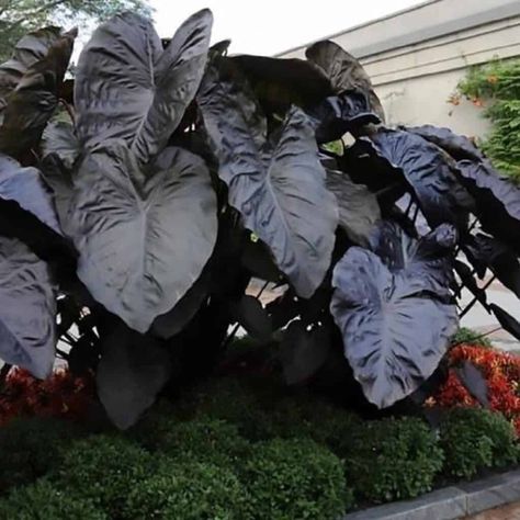 Colocasia esculenta Black Magic Care: Growing Black Elephant Ears Plan Black Elephant Ears, Elephant Ear Bulbs, Colocasia Esculenta, Orchid Seeds, Black Elephant, Elephant Ear Plant, Fall Bulbs, Spring Flowering Bulbs, Patio Plants