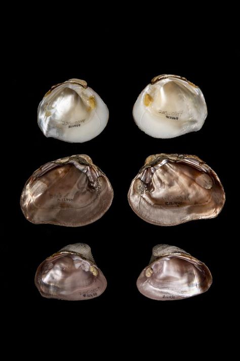 An unlikely collaboration between archaeologists desperate to put names to shells at Mayan dig sites and an ichthyologist led to the first molecular study of Mexican and Central American freshwater mussels. Clam Photography, Freshwater Mussels, Human Sacrifice, Dna Results, Ancient Maya, Ancient Mayan, South Of The Border, Shell Decor, I Am Amazing