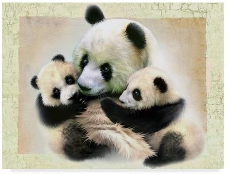 Panda Bebe, Panda Family, Panda Tattoo, Family Canvas, Panda Bears, Panda Art, Panda Love, Animal Pics, Beautiful Drawings