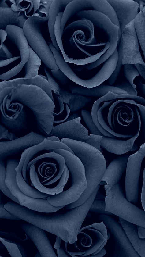 Denim colored Rose Flor Iphone Wallpaper, Rose Background, Tapeta Pro Iphone, Art Wallpaper Iphone, Flower Phone Wallpaper, Rose Wallpaper, Blue Roses, Cellphone Wallpaper, Flower Backgrounds