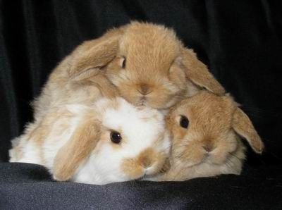 Bunny pile. Two Rabbits, Cute Bunny Pictures, Bunny Slippers, Bunny Pictures, Pet Bunny, Funny Bunnies, Cute Animal Photos, Baby Bunnies