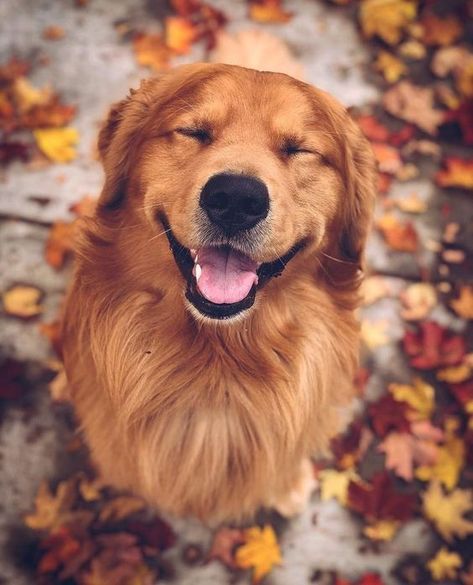 14 Adorable Golden Retrievers To Help Get You Through The Day Kat Diy, Chien Golden Retriever, Cele Mai Drăguțe Animale, Golden Retriever Mix, Psy I Szczenięta, 골든 리트리버, 강아지 그림, A Golden Retriever, Dog Wallpaper