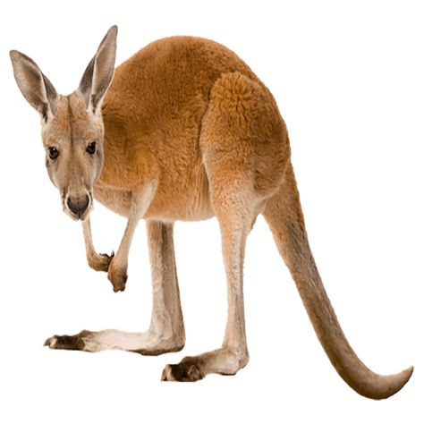 Red Kangaroo, Photo Clipart, Go Fund Me, Free Amazon Products, Zoo Animals, Animal Party, Hd Images, Funny Things, Habitat