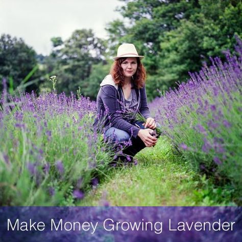 Lavender can be one of the most profitable cash crops for small growers. Even a small backyard lavender garden can produce a surprising amount of income. Best o Backyard Lavender, Cash Crops, Farming Tips, Lavender Crafts, Growing Lavender, Cash Crop, Lavender Garden, Lavender Field, Lavender Plant