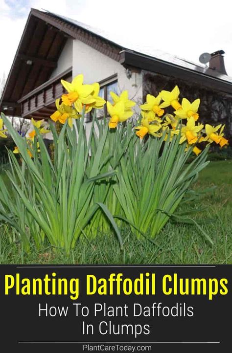 How To Plant Daffodils In Clumps Plant Daffodils Bulbs, Landscaping With Daffodils, Daffodils In Garden, How To Plant Daffodils, Daffodils In Landscape, How To Plant Daffodil Bulbs, Tulip Daffodil Garden, Daffodil Landscaping Ideas, Daffodil Garden Ideas