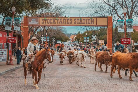 Fort Worth Herd twice-daily cattle drive at the Stockyards Things To Do In Dallas, Fort Worth Stockyards, Travel Texas, List Of Cities, Texas Cowboys, Cattle Drive, Texas Roadtrip, Western Wall Art, Texas Travel