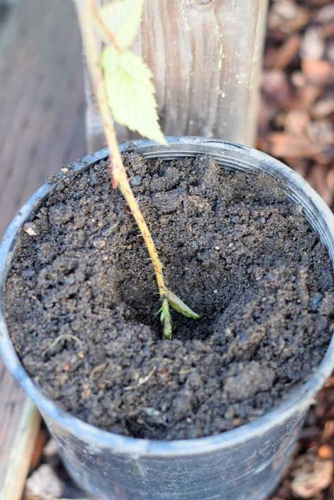 Propagating Raspberries From Cuttings, How To Propagate Blackberries, Propagating Blackberry Plants, Propagate Raspberries, Propagate Blackberries, Grow Blackberries, Plants Propagation, Garden 101, Blueberry Gardening