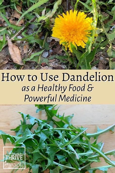 Roasting Dandelion Root, Harvesting Dandelion Flower, How To Harvest Dandelion, How To Harvest Dandelion Root, How To Dry Dandelions For Tea, Dandelion Stem Uses, How To Use Dandelion Flowers, What To Do With Dandelions, Dandelion Root Recipes