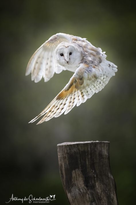 British Birds Of Prey, Barn Owl Tattoo, Owl In Flight, Owl Photography, Bird Tattoos, Owl Artwork, Owl Photos, Bird Of Prey, Owl Baby Shower