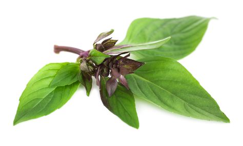 Beware of basil gone bitter Basil Seeds, Thai Basil, Purple Accents, Annual Flowers, Reggio Emilia, Flower Planters, Caicos Islands, Non Gmo, Licorice