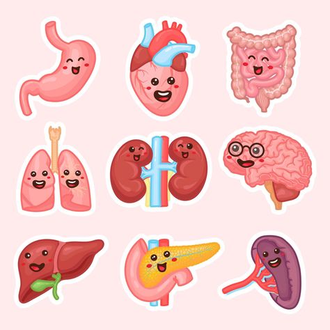 Human internal organs patches design. Funny human body organs stickers. Kidneys, liver, pancreas, intestines, spleen, Heart, brain and lungs. Anatomy funny print. Children education patch set. Organs Stickers, Human Internal Organs, Lungs Anatomy, Patches Design, Heart Organ, Lung Anatomy, Medical Stickers, Human Organs, Human Body Organs