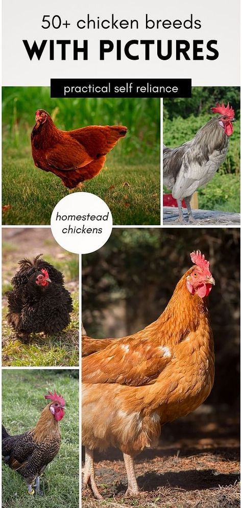 Visualize your perfect flock with this extensive guide to chicken breeds, complete with pictures. Over 50 breeds are detailed, highlighting their suitability for egg production and adaptation to various climates. Whether for a homestead or a small backyard, these breeds offer both beauty and utility. Find more homesteading skills, self-sufficient living, and homestead survival at practicalselfreliance.com. Chicken Breeds With Pictures, Meat Chickens Breeds, Chicken Breeds For Eggs, Pet Chickens Breeds, Different Breeds Of Chickens, Rare Chicken Breeds, Ameraucana Chicken, Sussex Chicken, Bantam Chicken Breeds