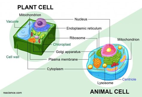 Animal vs. Plant cells - Similarities, Differences, Chart, and Examples - Rs' Science Plant Cell Drawing, Animal Cell Diagram, Plant Cell Organelles, Animal Cell Drawing, Plant Cell Diagram, Plant Cell Structure, Cardiac Muscle Cell, Cell Diagram, Prokaryotic Cell