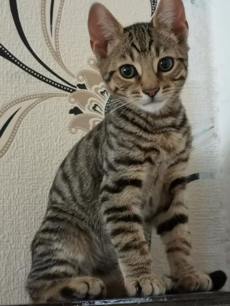 Bengal Tiger Cross kittens For Sale in Sunderland, Tyne And Wear Bengal Kittens, Bengal Kitten, Kitten Art, Kittens For Sale, Tyne And Wear, Kitten For Sale, Kitten Care, Striped Cat, Cats For Sale