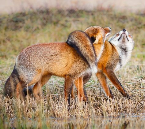 Two Foxes, Fantastic Fox, Fox Pictures, Pet Fox, Wild Dogs, Fox Art, Cute Fox, Red Fox, Pics Art