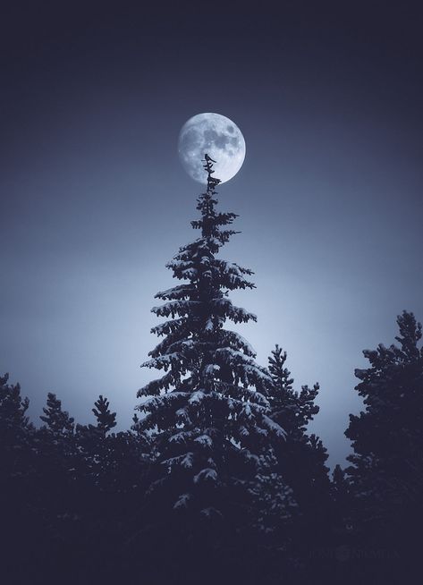 Ethereal Silence: I Photographed Finnish Forests And Trees | Bored Panda Moon And Trees, Full Moon Photography, இரவு வணக்கம், Matka Natura, 타이포그래피 포스터 디자인, Moon Photos, Moon Pictures, Moon Photography, Good Night Sweet Dreams